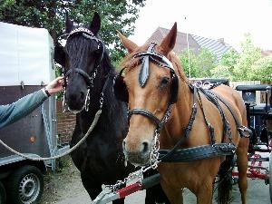 Abschirren Tammo und Gracia